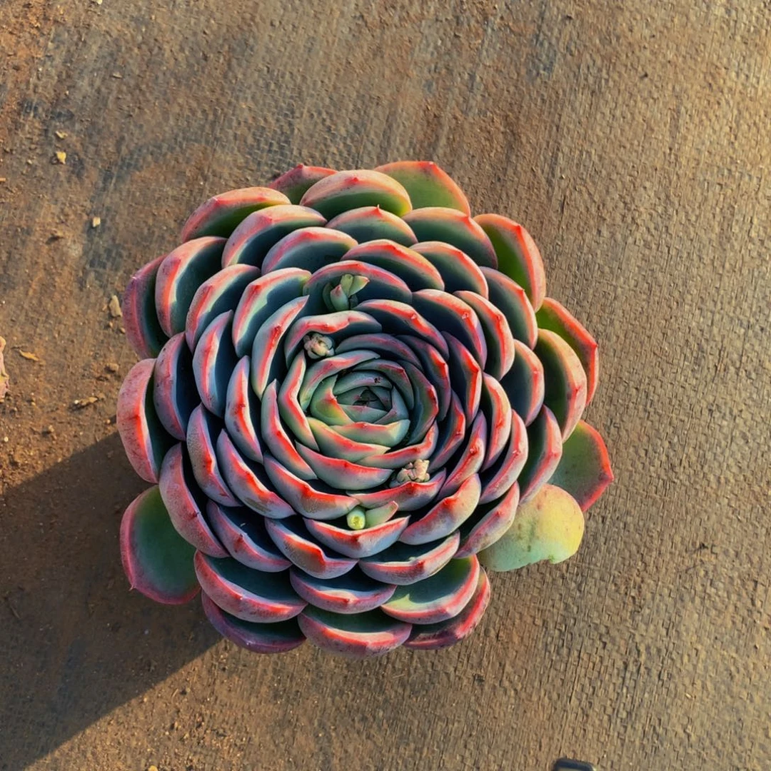 侧影带盆土4.99发货