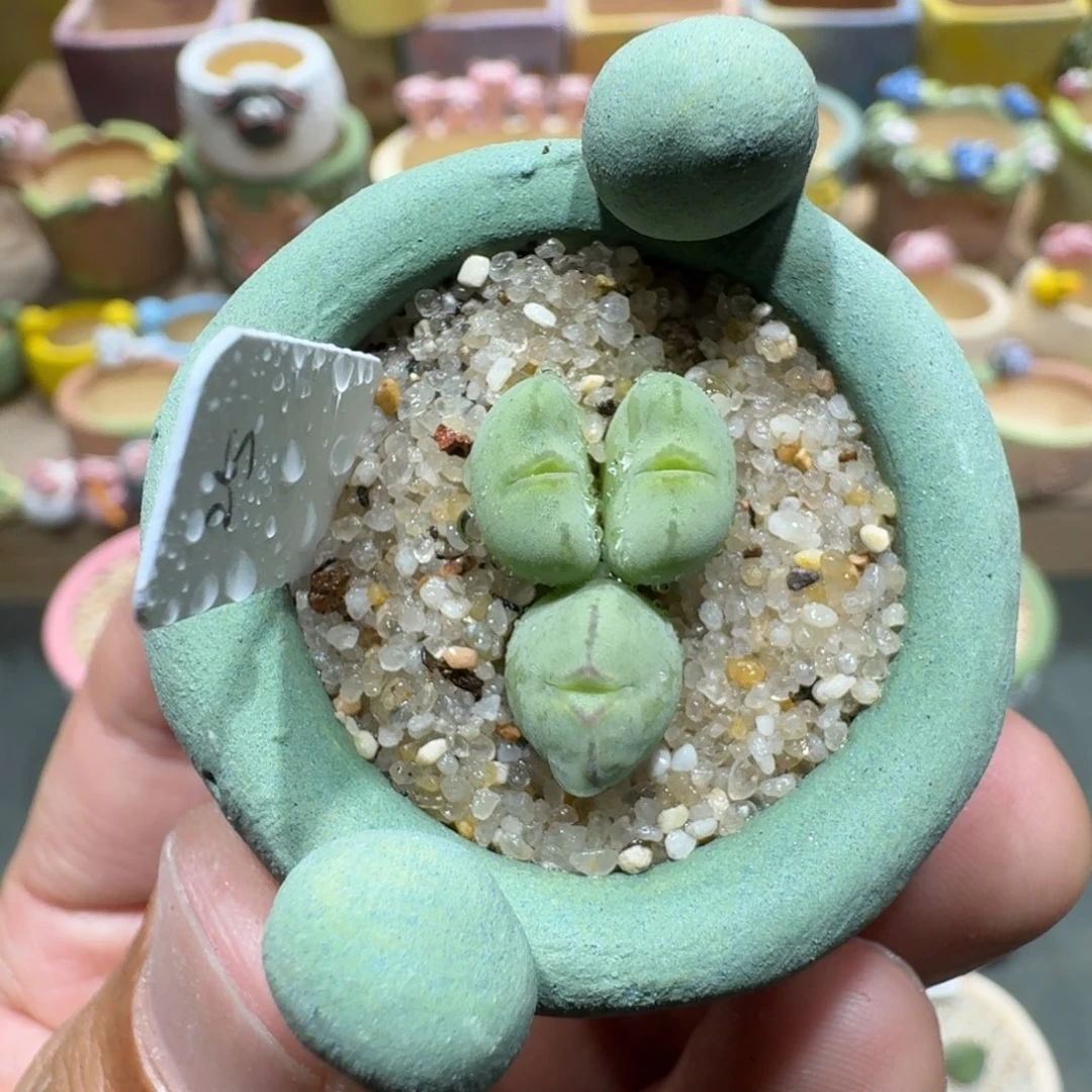 蘑菇1225少将多肉植物