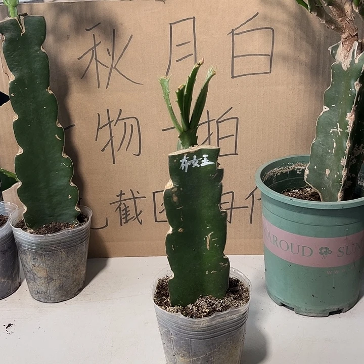 佛***家当前无花朵，栽培后可花朵布女王