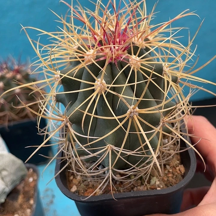 实生金冠龙仙人球