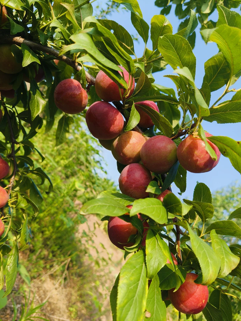 湖北南漳农家自种红皮李子现摘现发