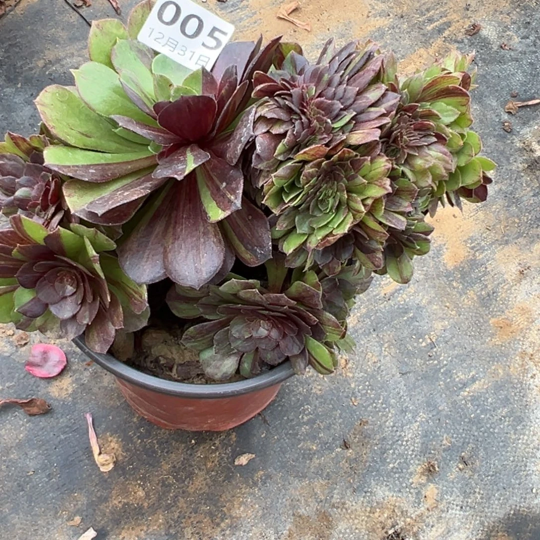 12.31-5花月夜缀多肉