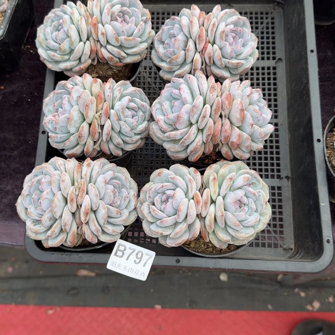 君*6颗一起一物一拍B797