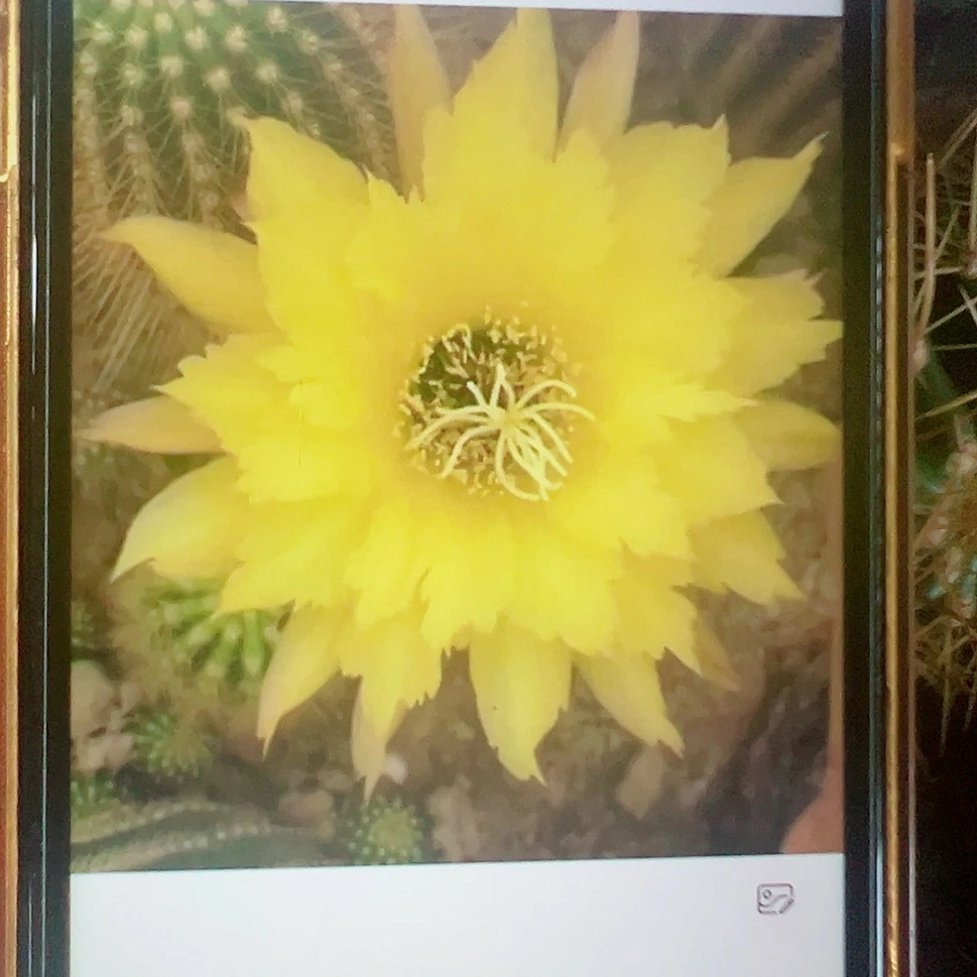 毛花柱 ts128侧芽 满20包邮