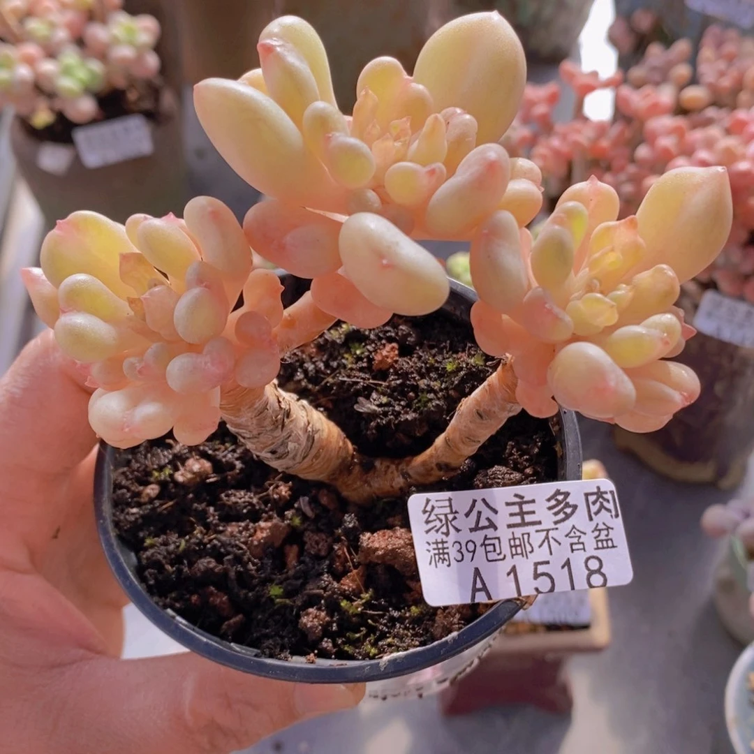 比尔盖茨老桩9cm1518多肉植物