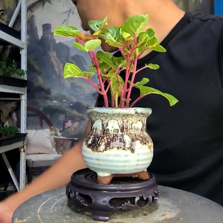 ?****?中青园艺一物一拍15