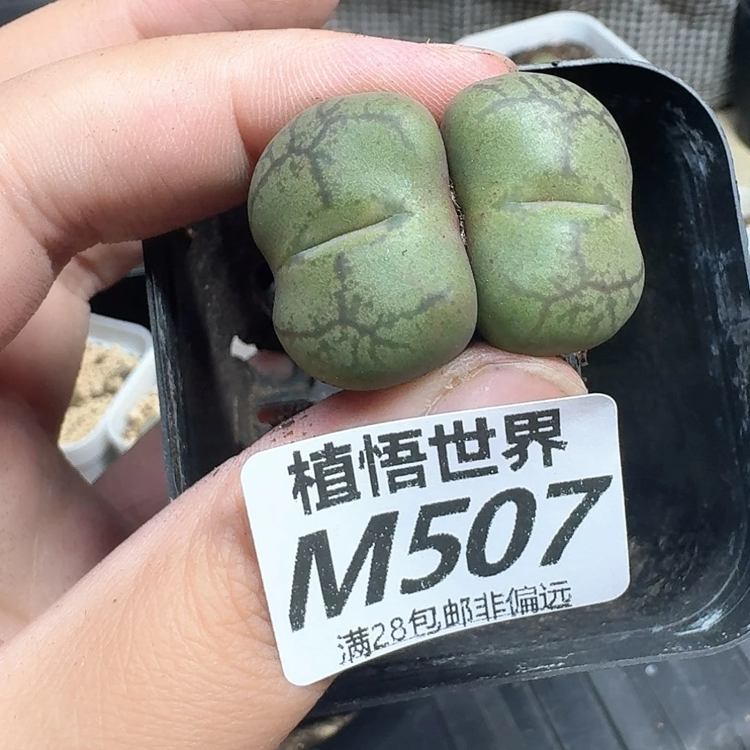 多肉植物的润泽地f