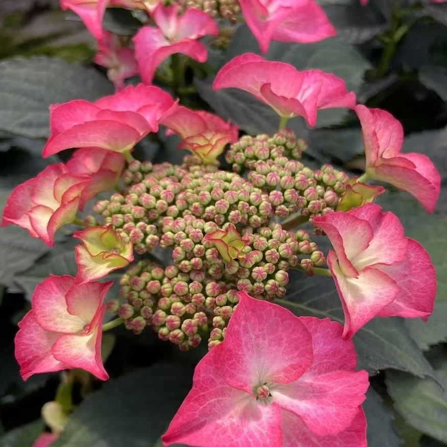 3年老桩绣球苗（独特花瓣靓丽）2个月可开花好养易活庭院阳台种植