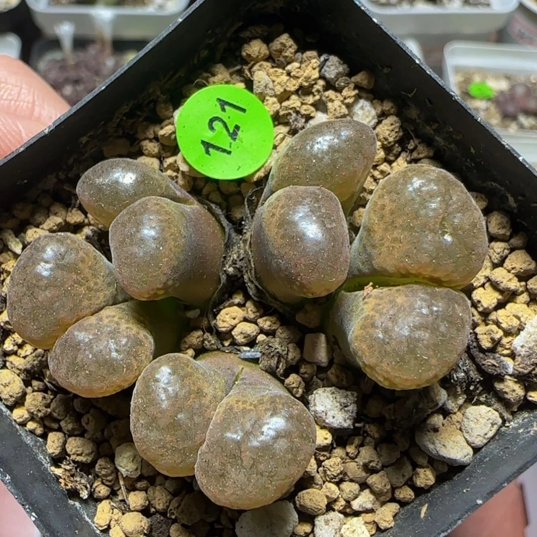 麒麟窗漂亮多肉植物121