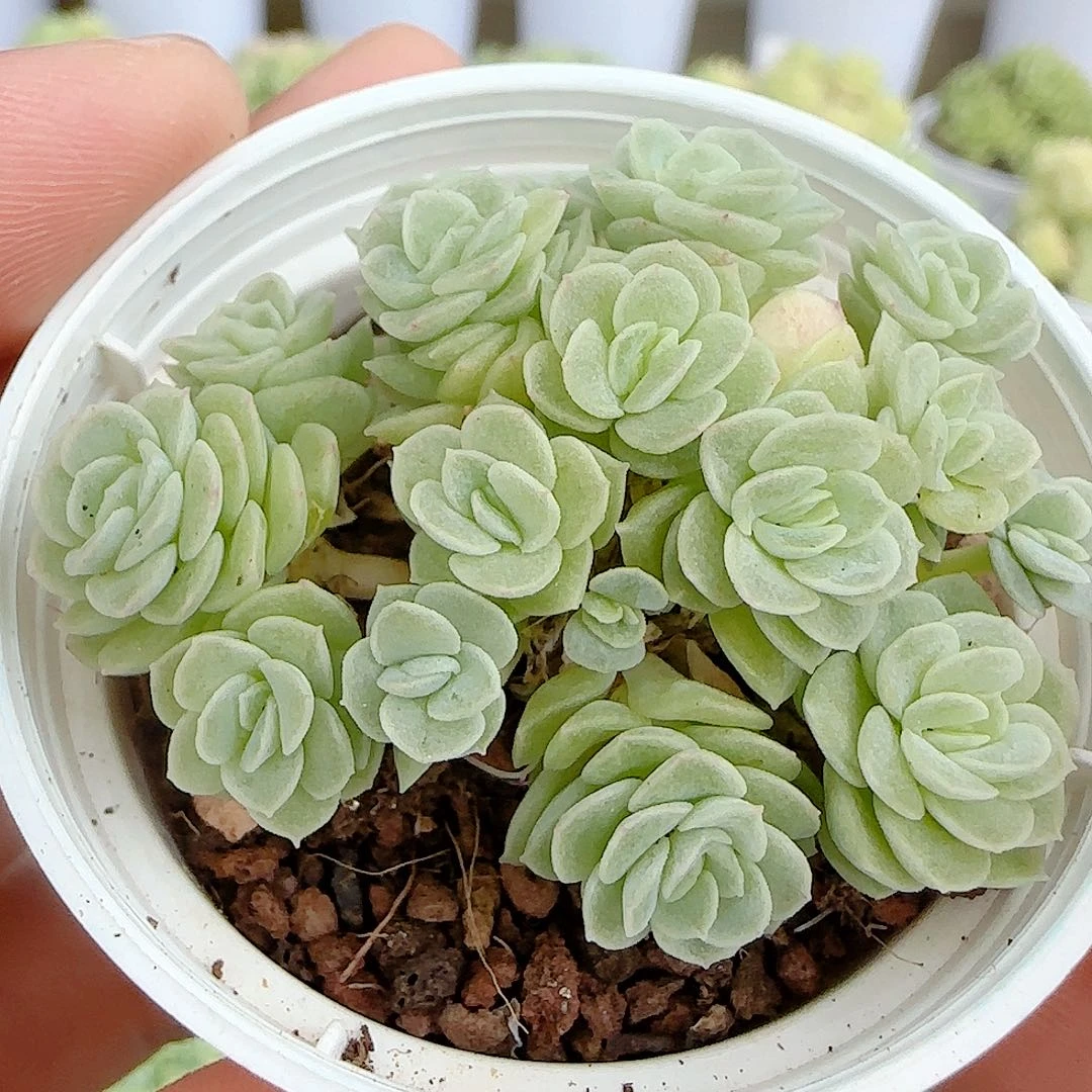 【闪购商品】0925-104花朵优选麦杆
