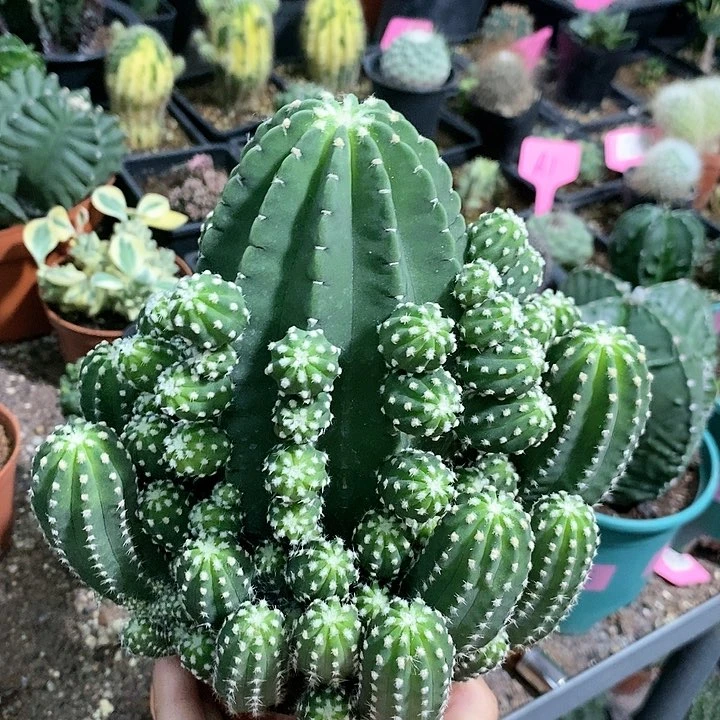 花花草草花花草草
