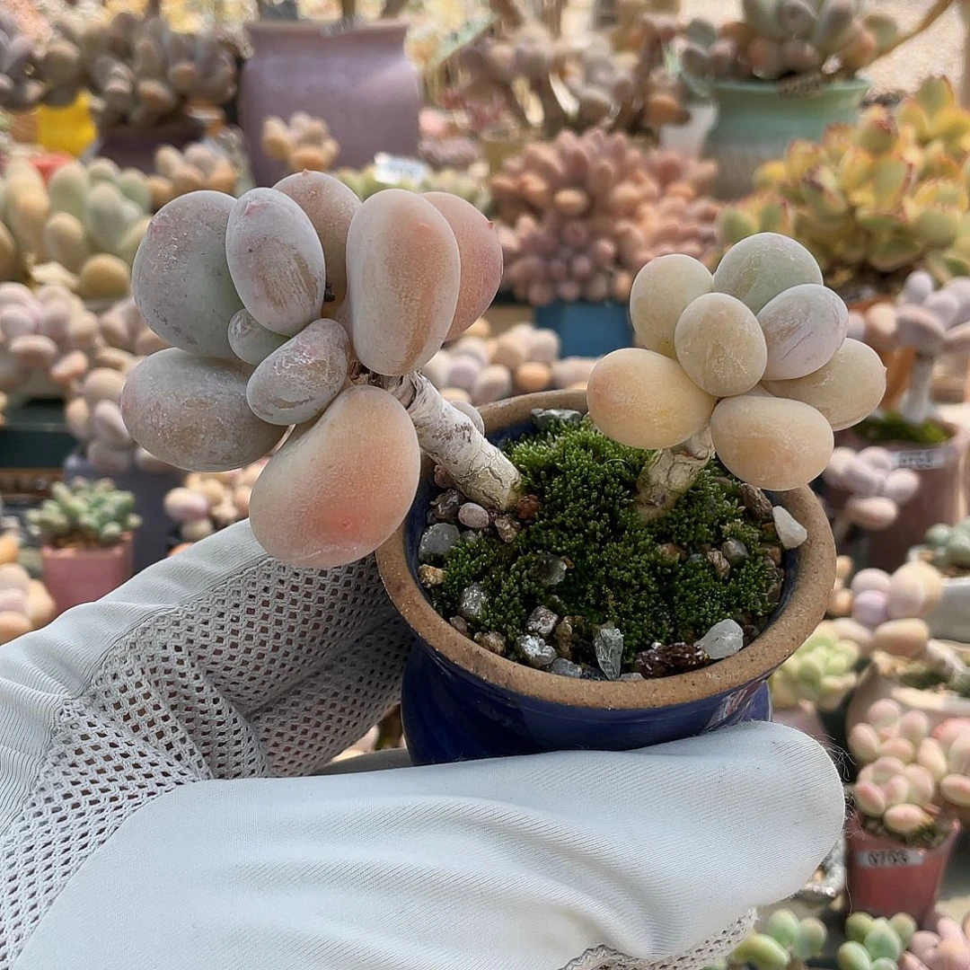 多肉植物的生长发育