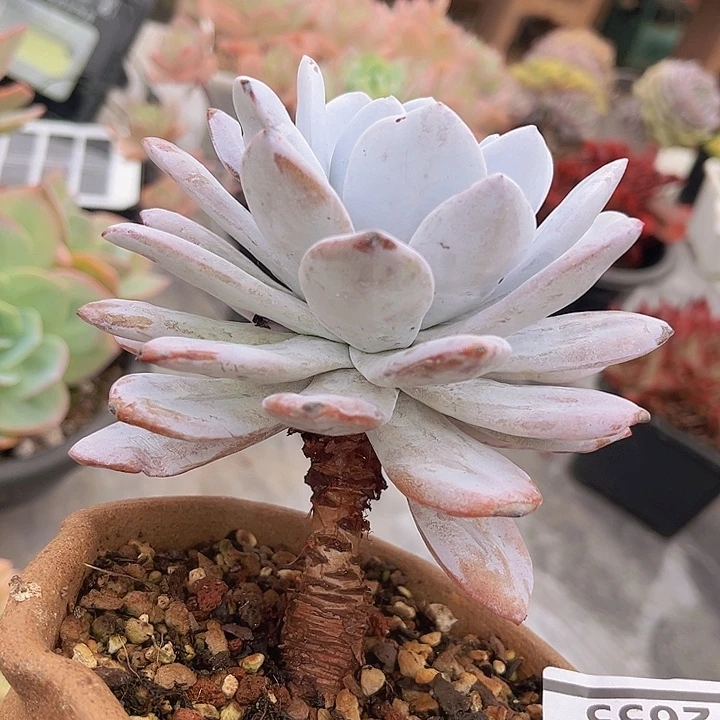 雪莲2655多肉植物