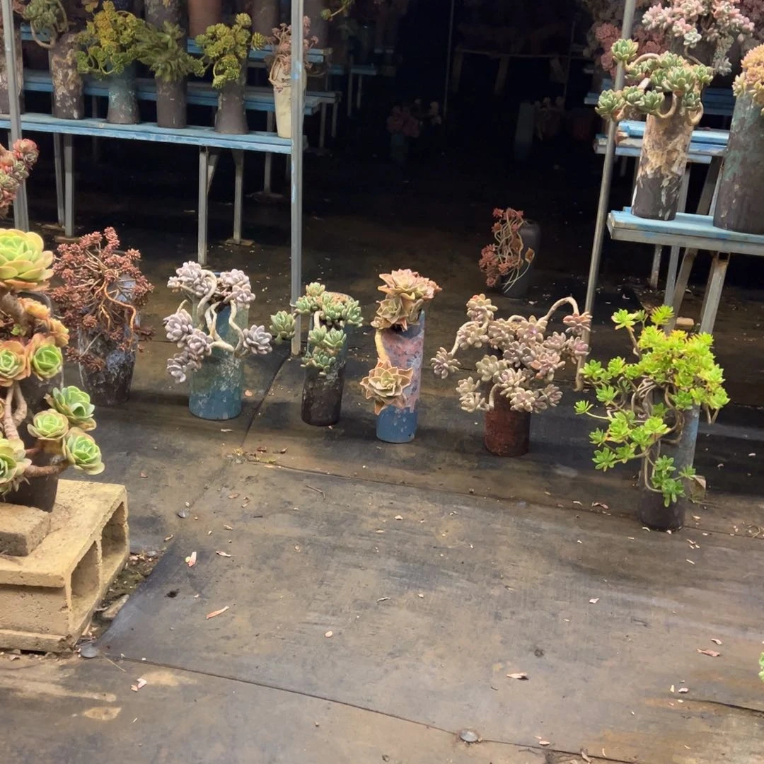 露养老桩脱土裸根六颗肉肉