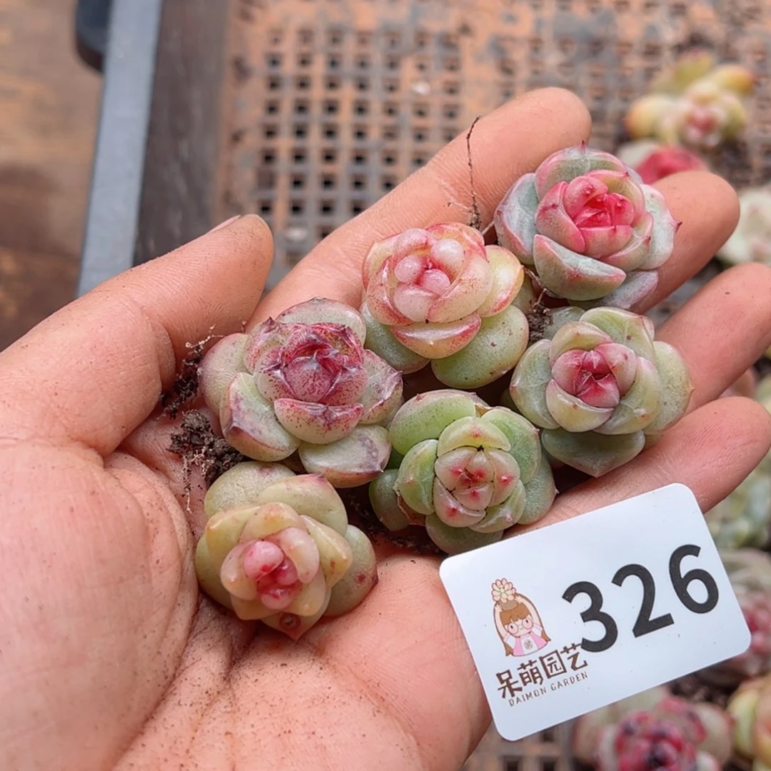 ?*多肉植物多肉植物