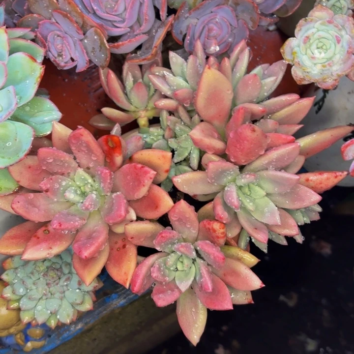 芳***菲老桩精品肉肉桃花源