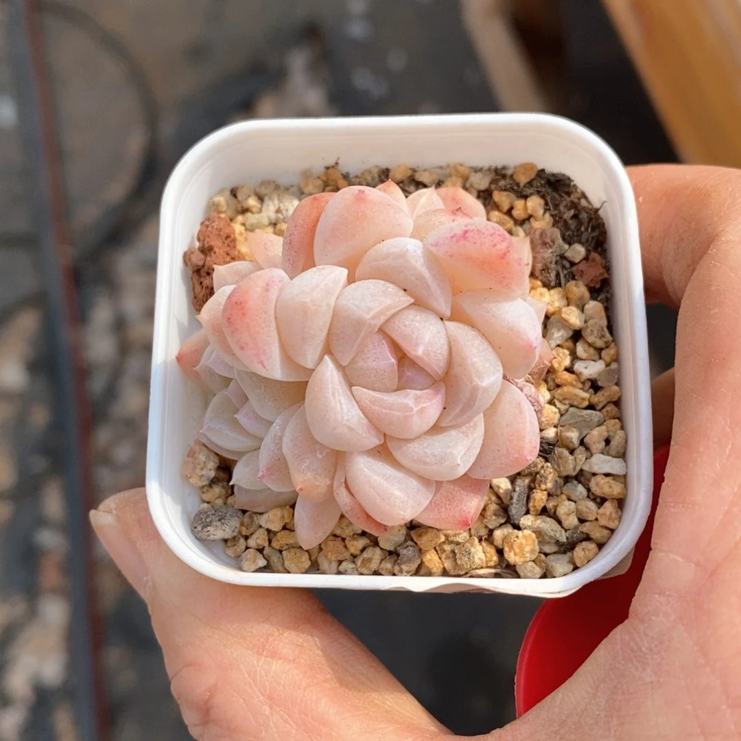 精品多肉一物一拍不包整73
