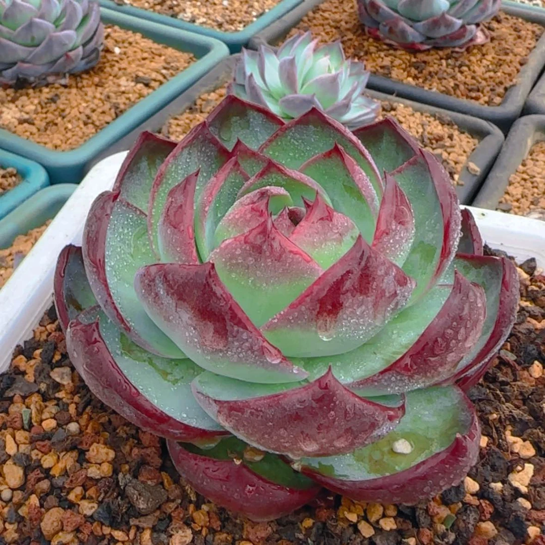 【闪购商品】宽叶惊鸿