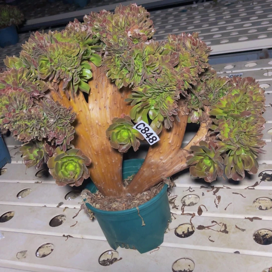 玫瑰法师7//////18包邮