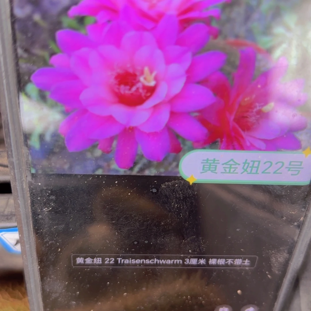 金妞22号侧牙20包邮仙人球7