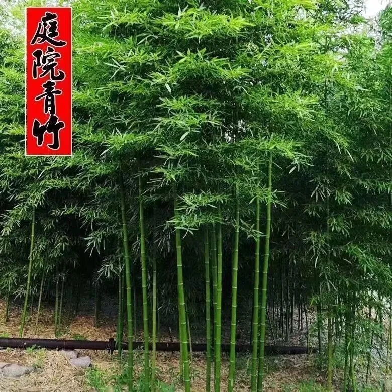 竹子苗庭院绿化植物金镶玉竹紫竹苗青竹苗耐寒室外地栽四季长青竹