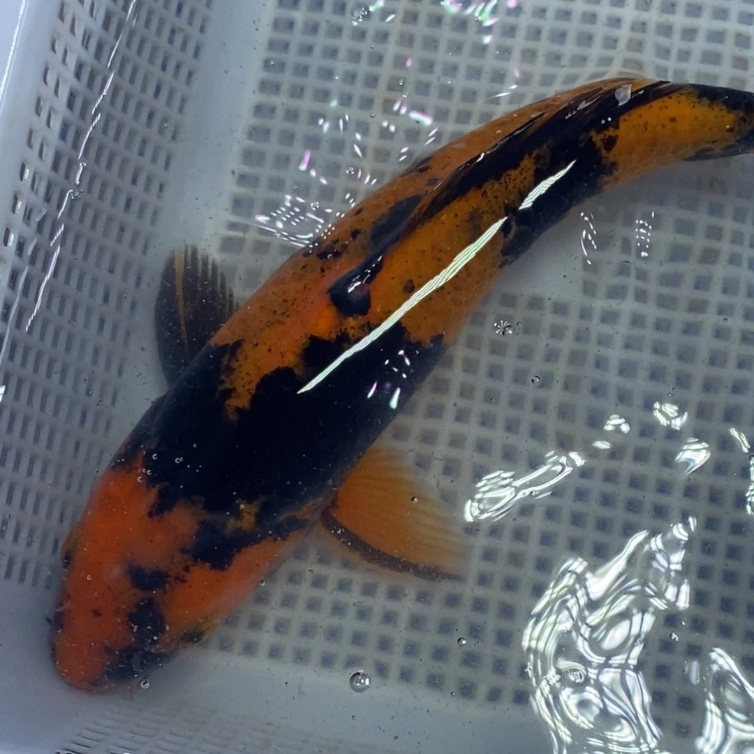 锦鲤冷水锦鲤包邮转