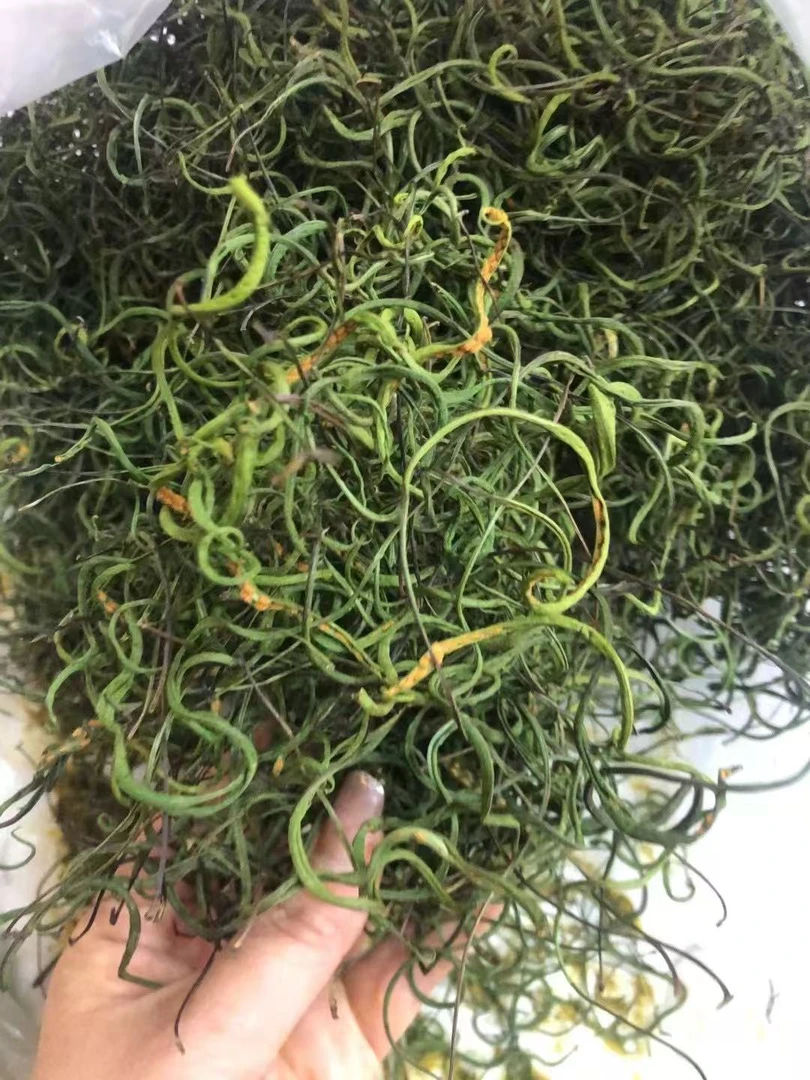 长白山特产 黄金草  嗷嗷叫 化石草
