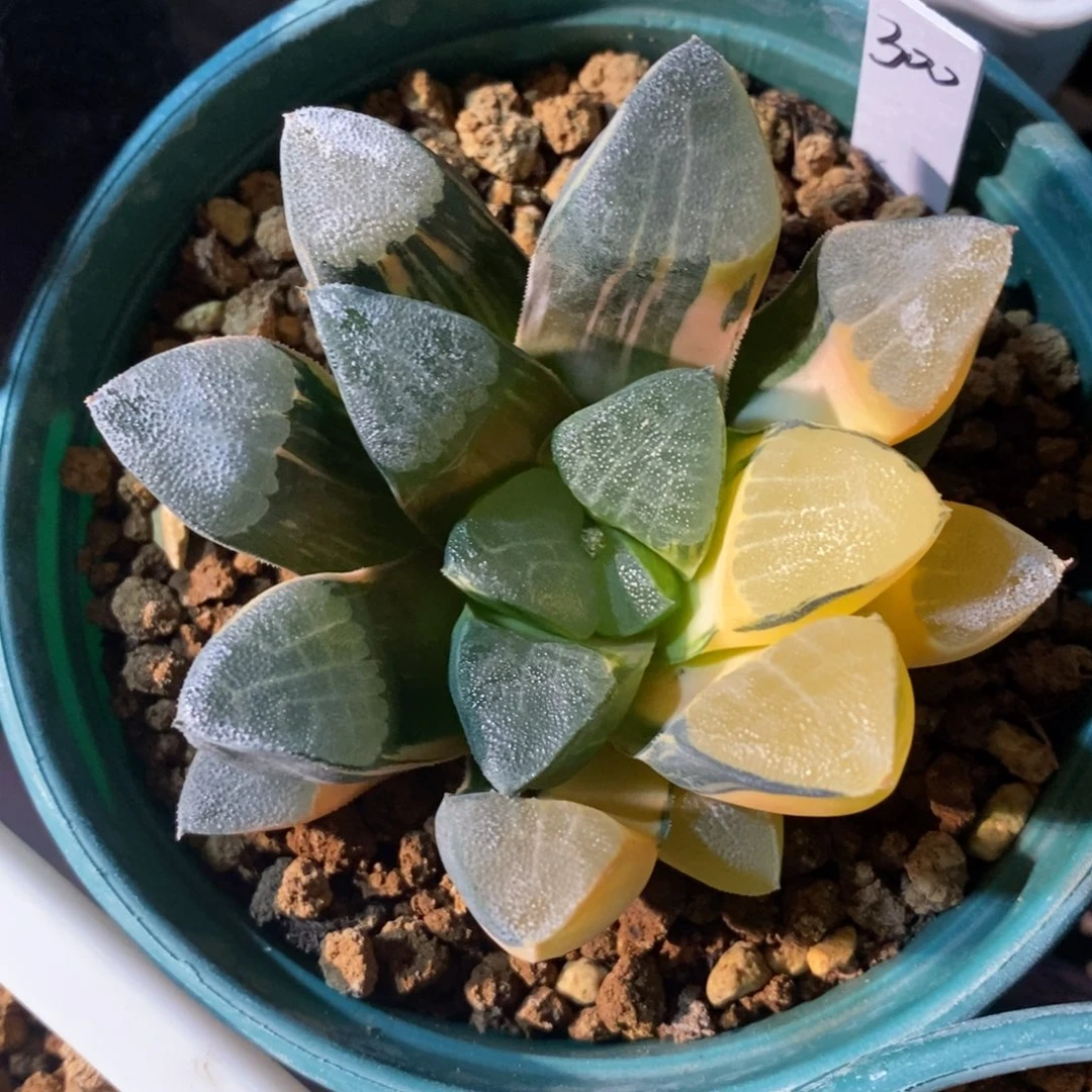 一颗实生大克锦。