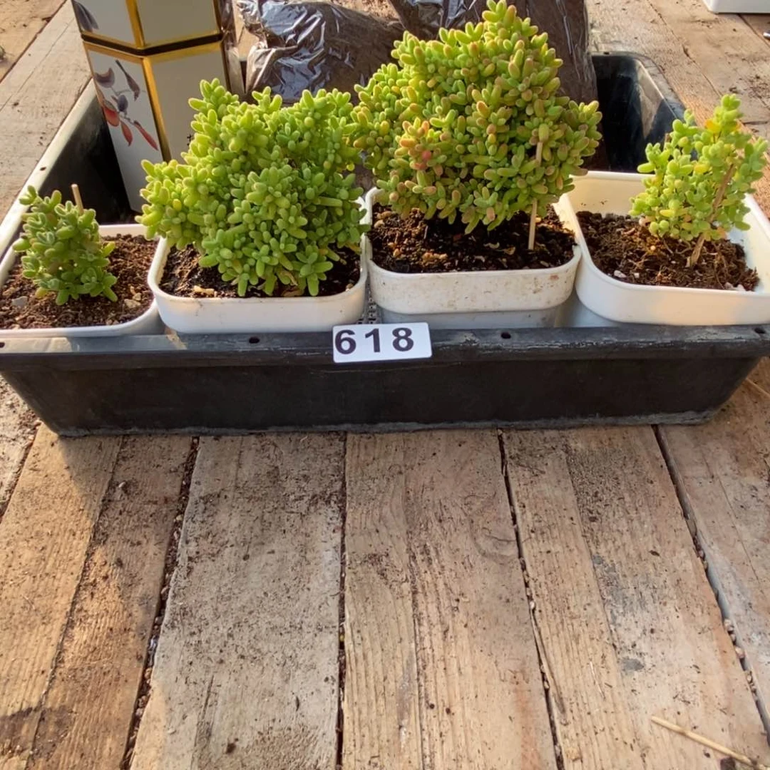 枝干番杏多肉植物618