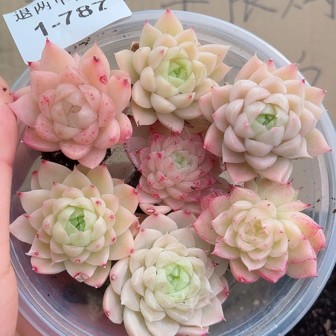 1-787 新疆西藏内蒙不发12.8包邮2-3公分多肉