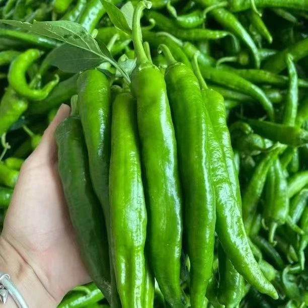 农家自种薄皮小辣椒新鲜采摘微辣椒香浓郁产地直发湘研55号