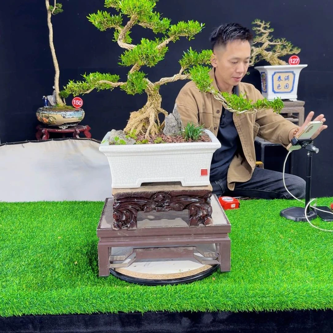 当前无花朵，栽培后可花朵