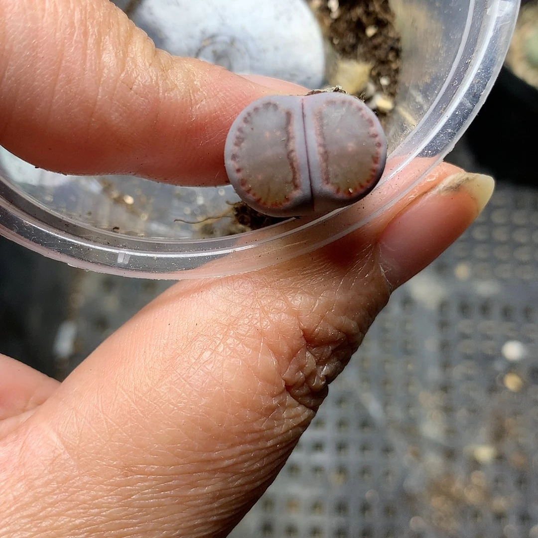 D403多肉植物保护研究所