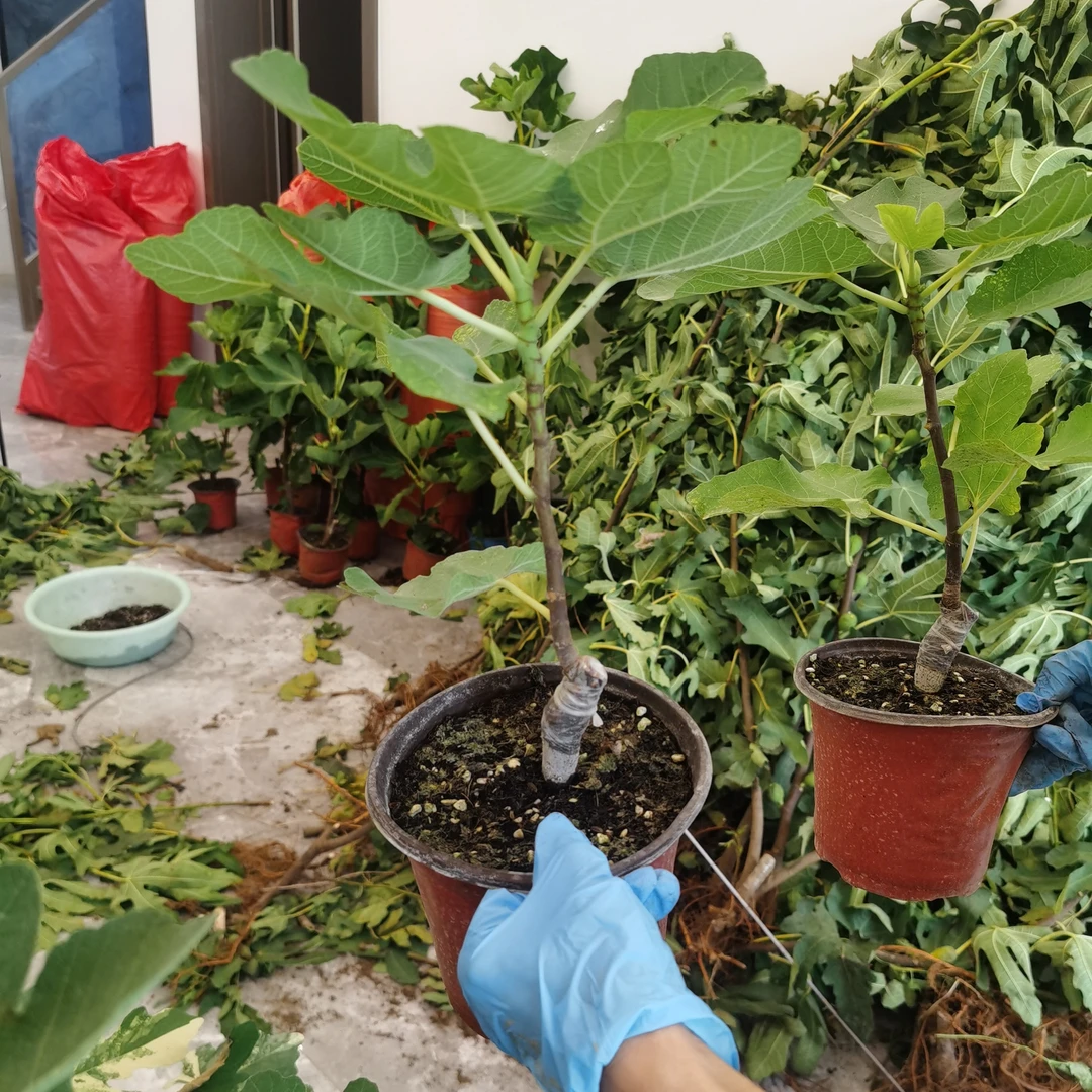 (红美人)花痴家无花果盆栽地栽