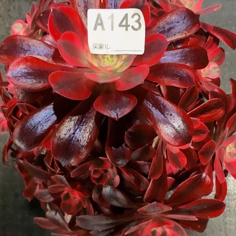 美杜莎143脱土发货