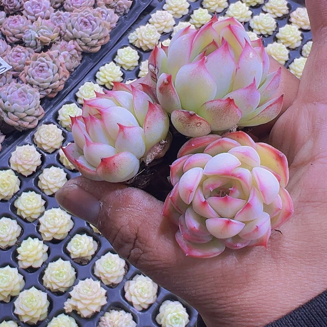 勾魂仙子5个19包邮