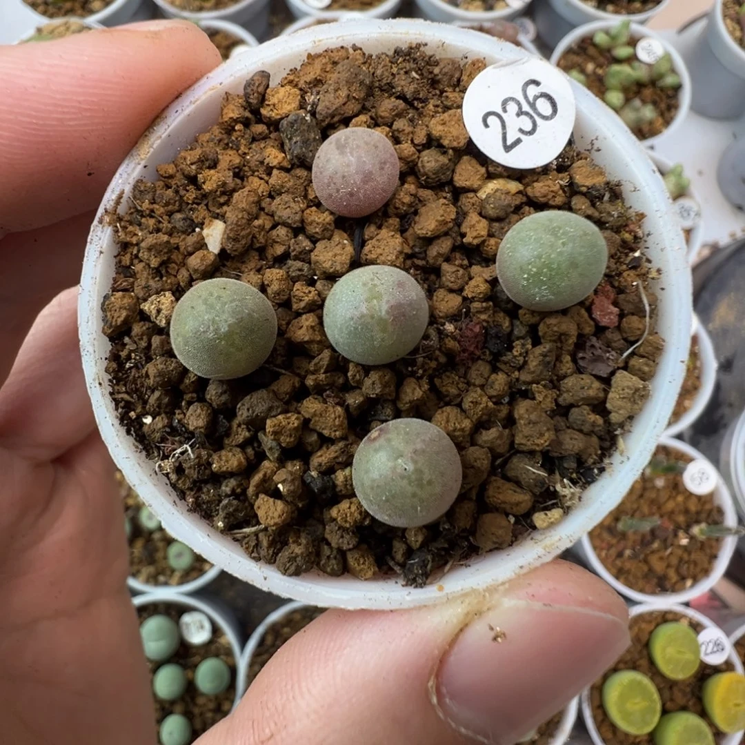 空蝉一颗脱土2360000