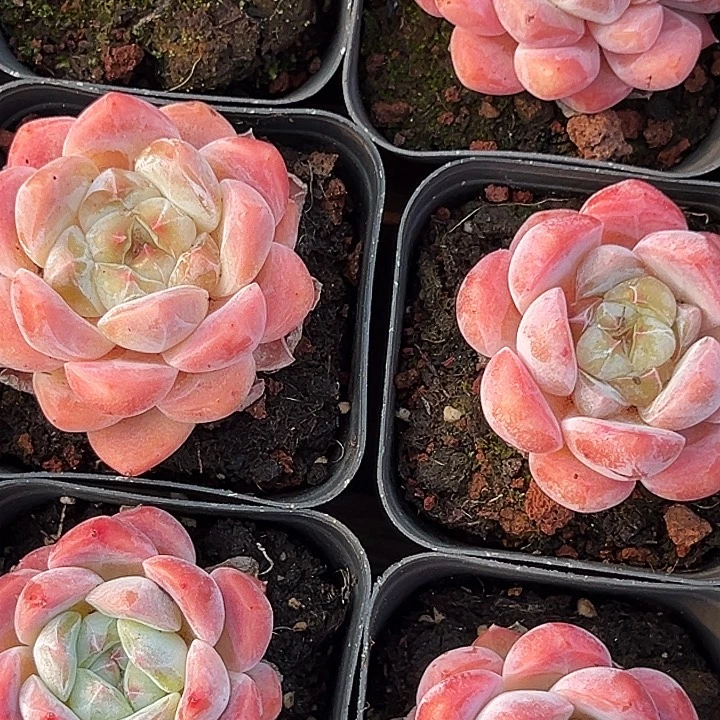 单头           海棠红