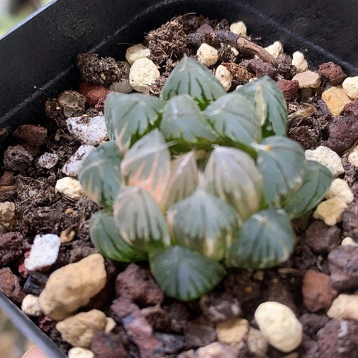 霓虹灯玉露锦带盆土发货哦tof