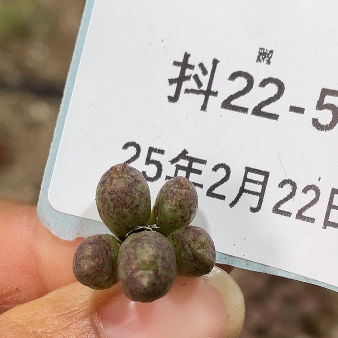 22-5黄金斑马多肉植物
