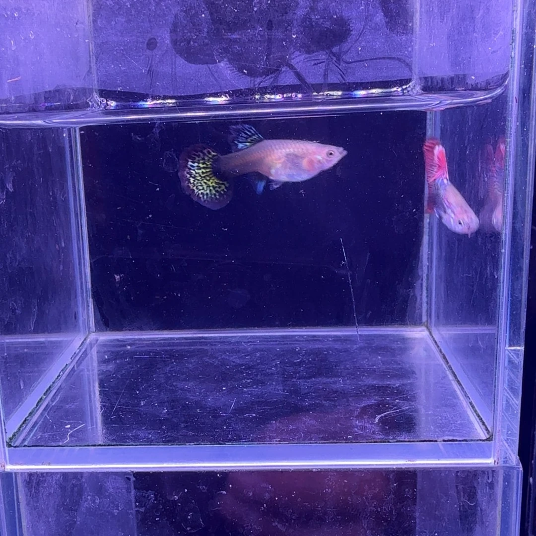 孔雀鱼大背红龙1对