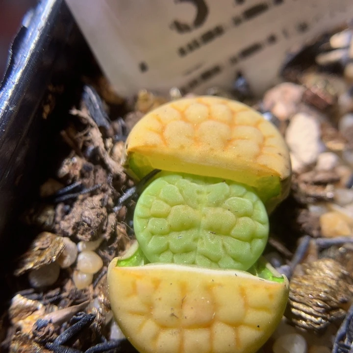 精品生石花28.390黄绿富贵