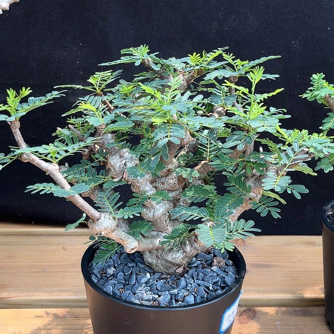 潮流植物 沙漠苏木 八折