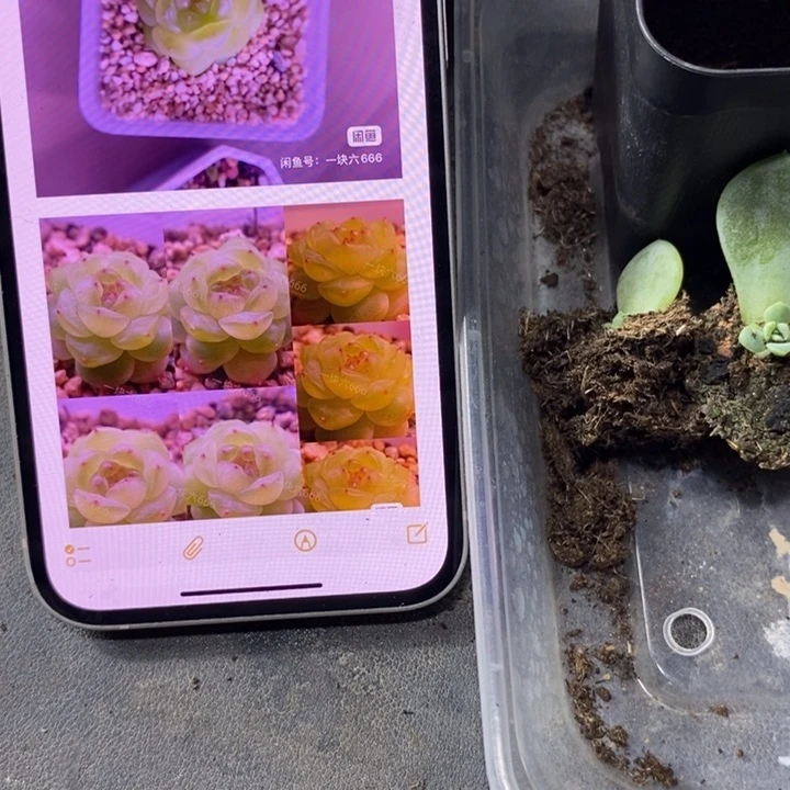 穴盘甜心831苗一个