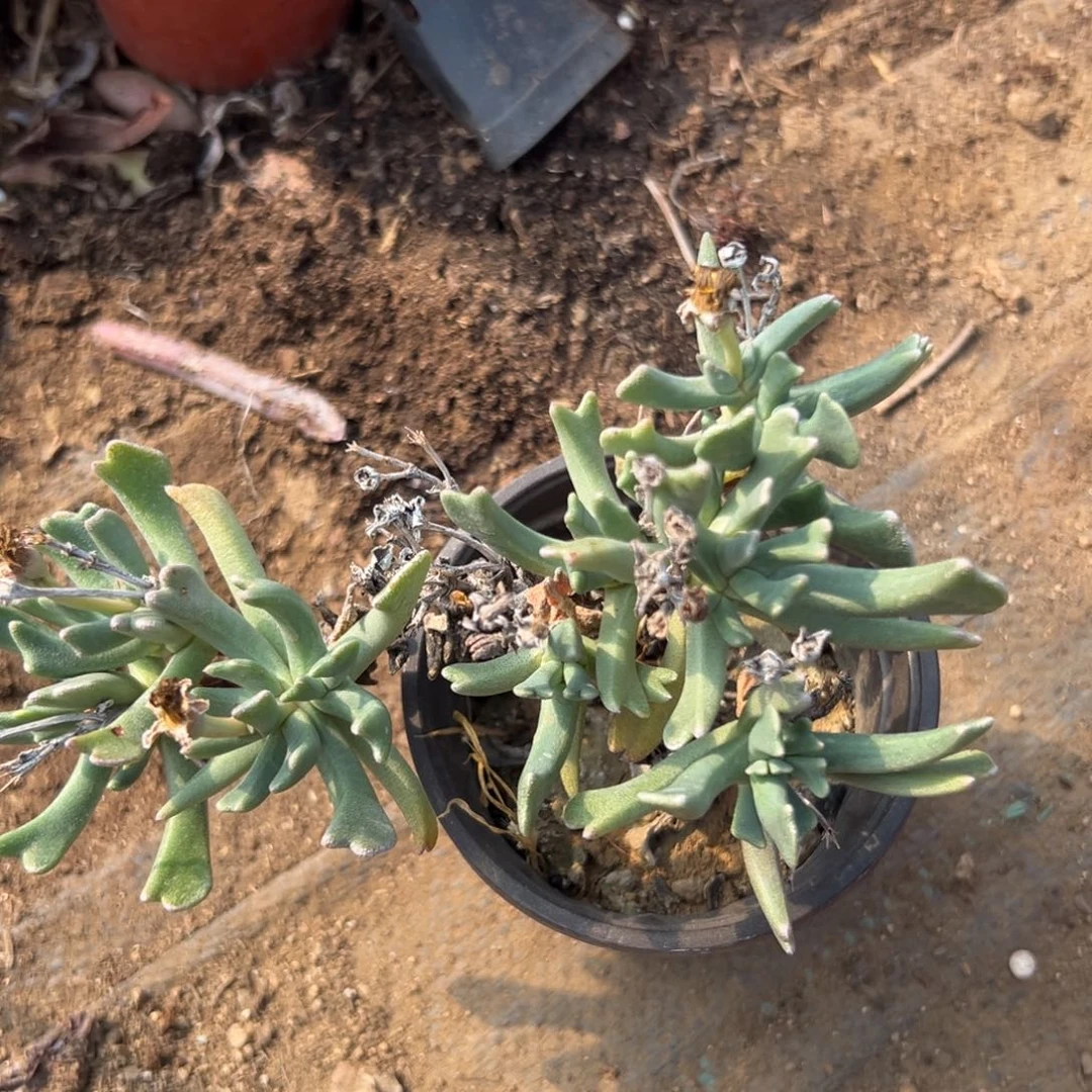 多头植物哟哟哟哟哟哟