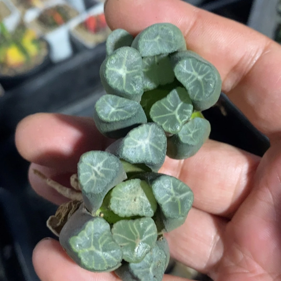 2803 一颗实生超美万象 福利