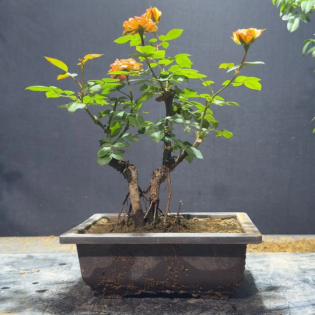 完全开放8888888888888