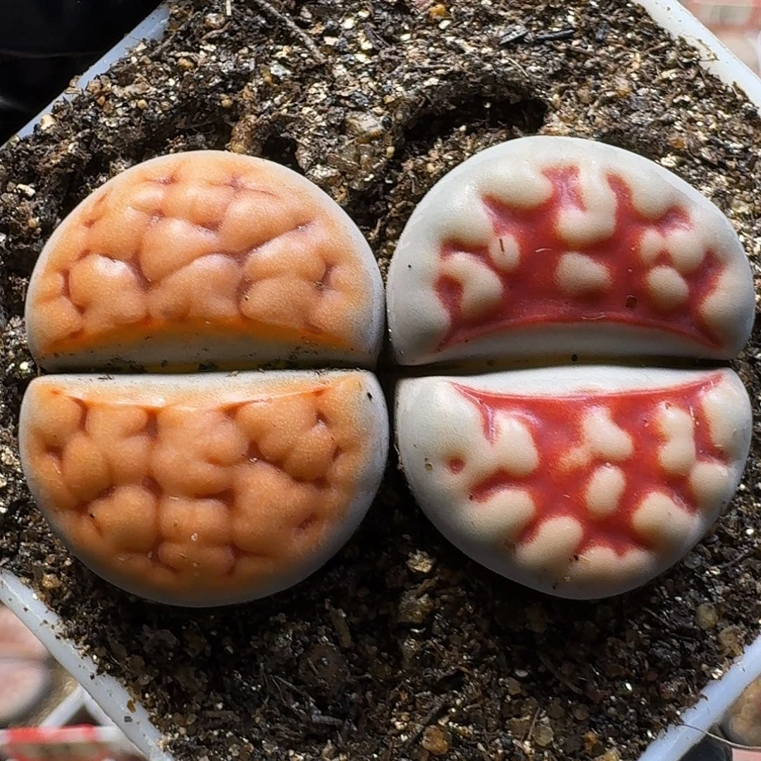 生石花111111。   170