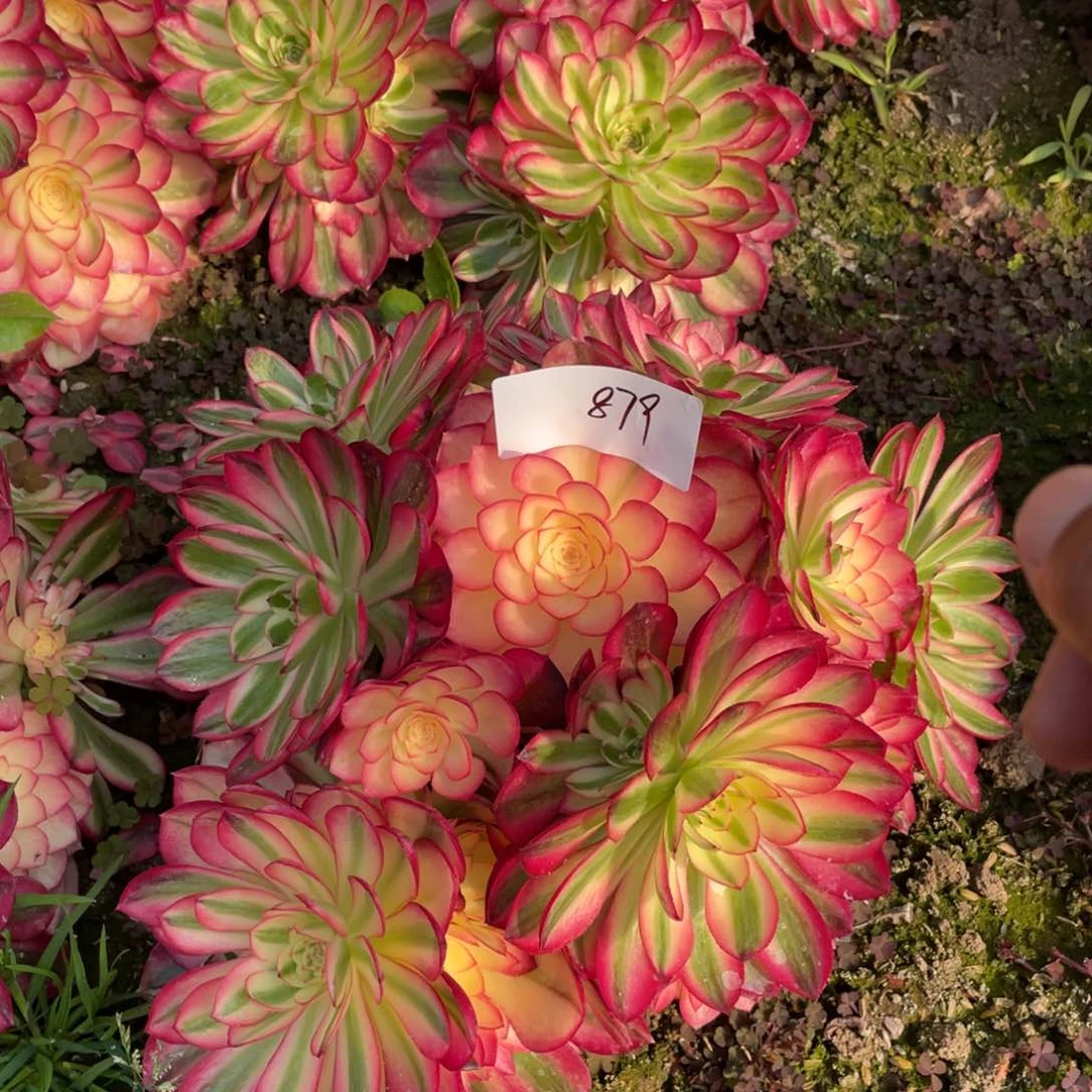 老五多肉879111111