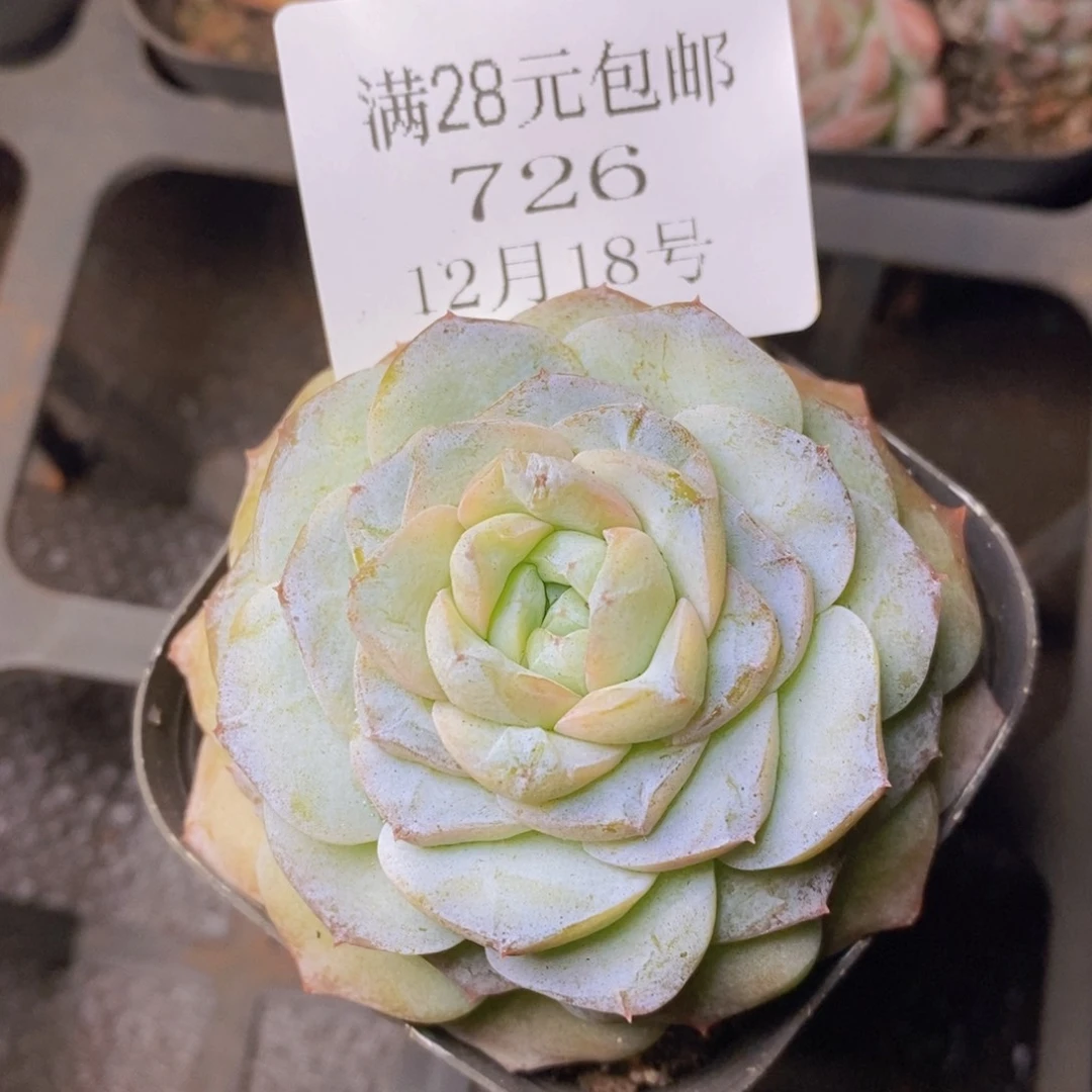 把自己照顾好就行726